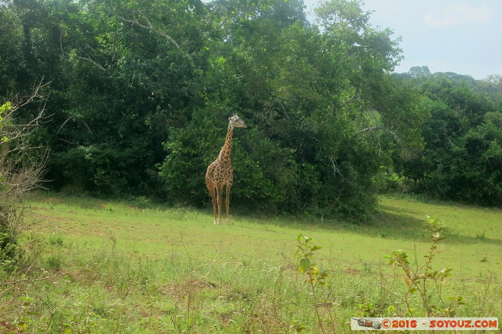 Shimba Hills National Reserve - Giraffe
Mots-clés: KEN Kenya Kwale Marere Shimba Hills National Reserve animals Giraffe