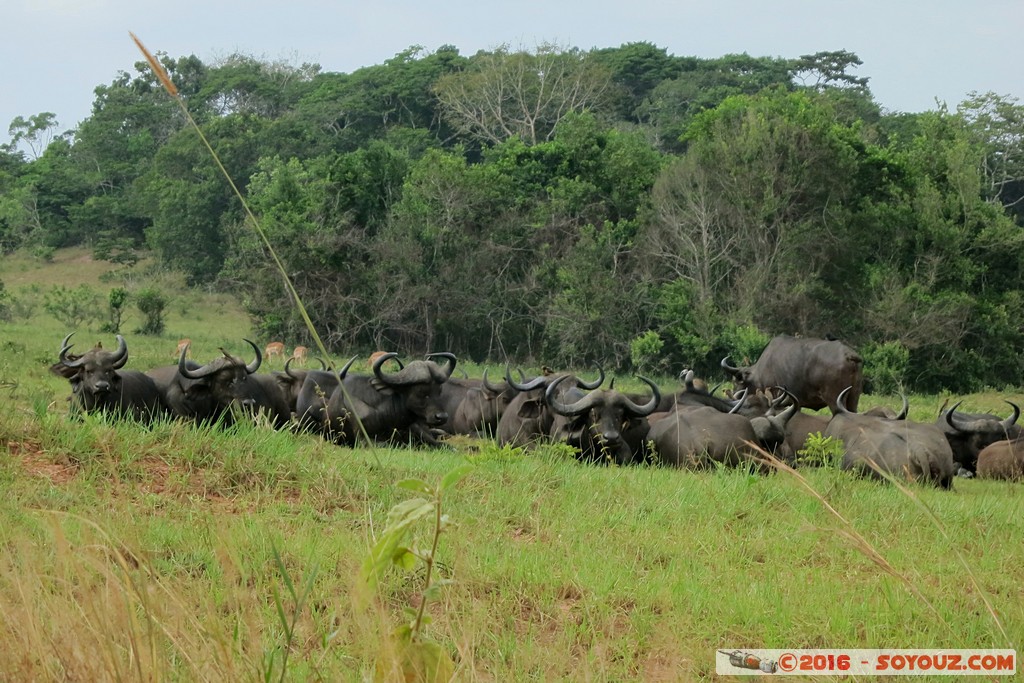 Shimba Hills National Reserve - Buffalo
Mots-clés: KEN Kenya Kwale Marere Shimba Hills National Reserve Buffle animals