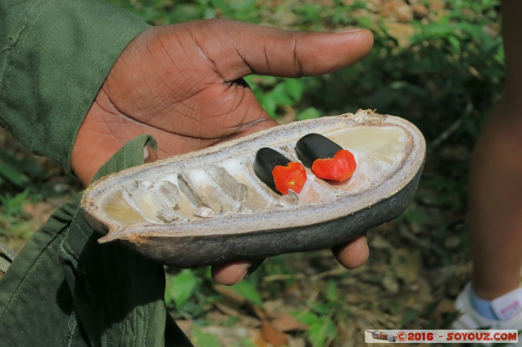 Shimba Hills National Reserve - Nuts
Mots-clés: KEN Kenya Kwale Mkingani Shimba Hills National Reserve fruit