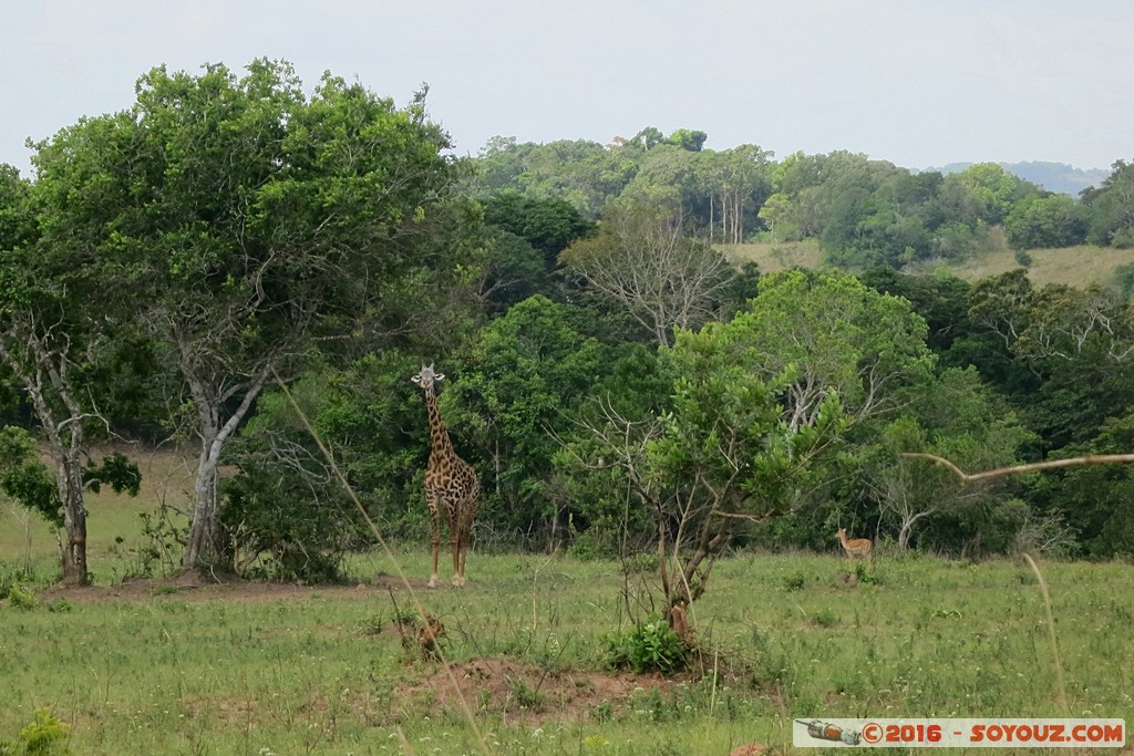 Shimba Hills National Reserve - Giraffe
Mots-clés: KEN Kenya Kwale Marere Shimba Hills National Reserve animals Giraffe