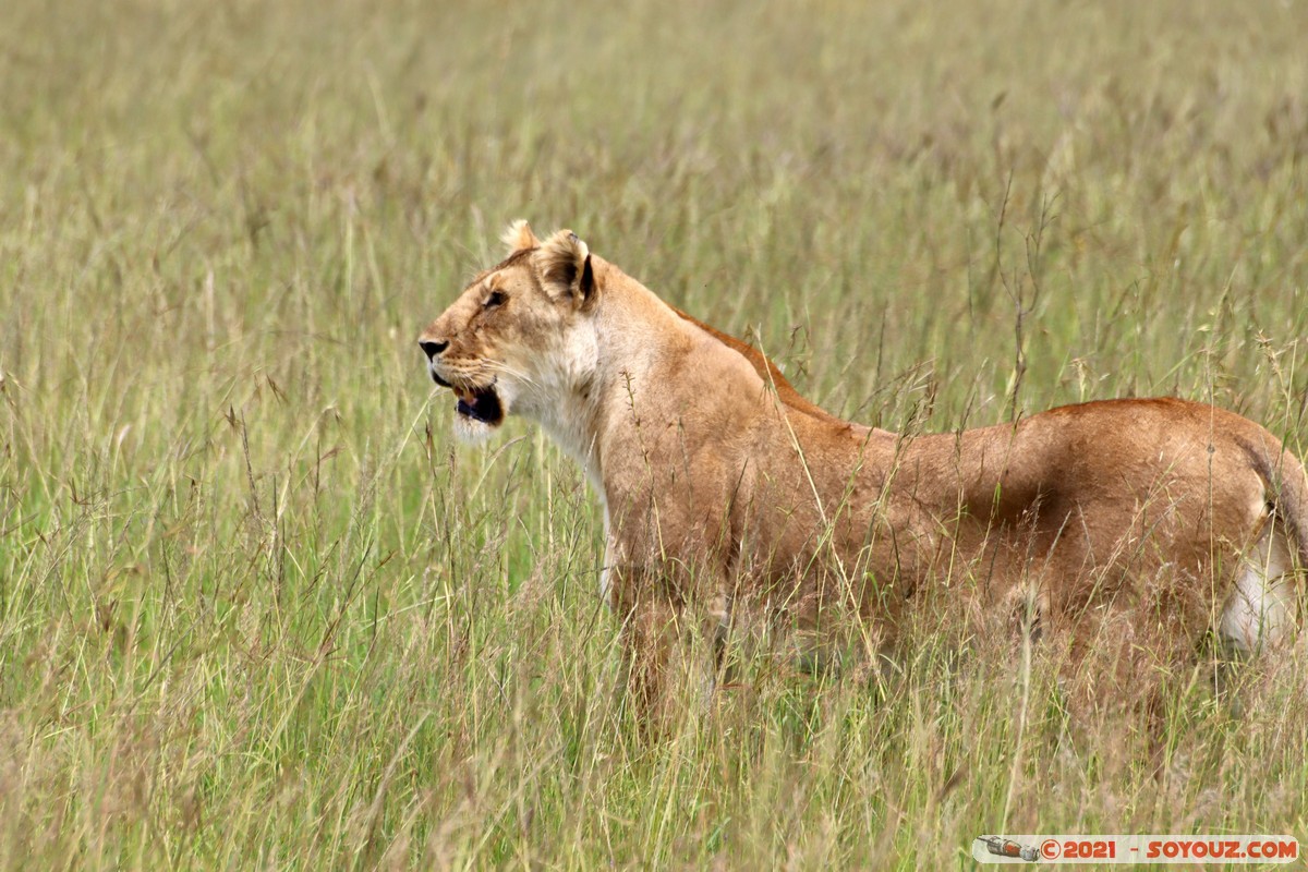 Masai Mara - Lion (Simba)
Mots-clés: geo:lat=-1.57864152 geo:lon=35.19884690 geotagged Keekorok KEN Kenya Narok animals Masai Mara Lion