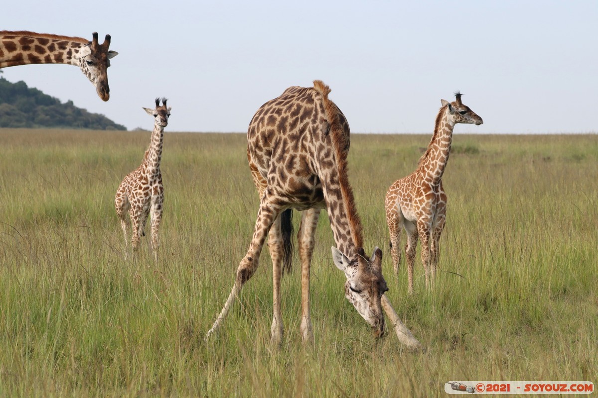 Masai Mara - Masai Giraffe
Mots-clés: geo:lat=-1.38173843 geo:lon=35.00299611 geotagged KEN Kenya Narok Oloolaimutia animals Masai Mara Giraffe