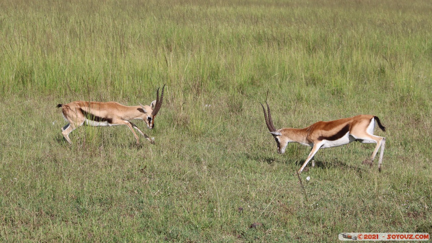 Masai Mara - Thompson's Gazelle
Mots-clés: geo:lat=-1.37917263 geo:lon=34.98647508 geotagged KEN Kenya Narok Oloolaimutia animals Masai Mara Thomson's gazelle