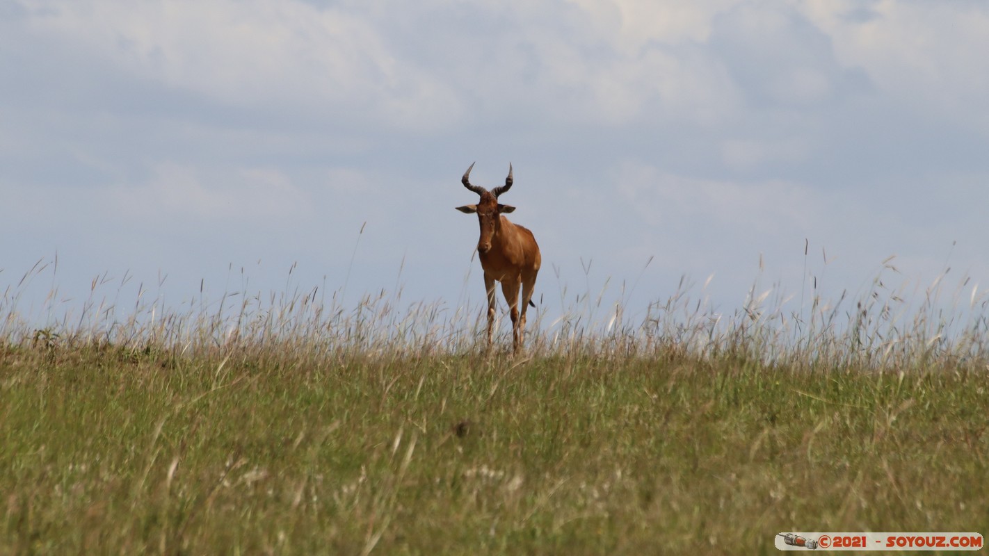 Masai Mara - Topi
Mots-clés: geo:lat=-1.51289160 geo:lon=35.13918480 Talek geotagged KEN Kenya Narok animals Masai Mara Topi