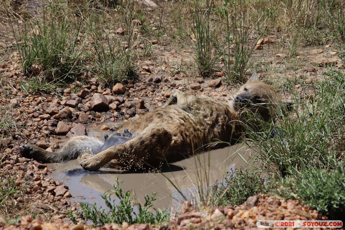 Masai Mara - Spotted hyena enjoying spa
Mots-clés: geo:lat=-1.50561847 geo:lon=35.12866165 geotagged KEN Kenya Narok Ol Kiombo animals Masai Mara Hyene tachetee