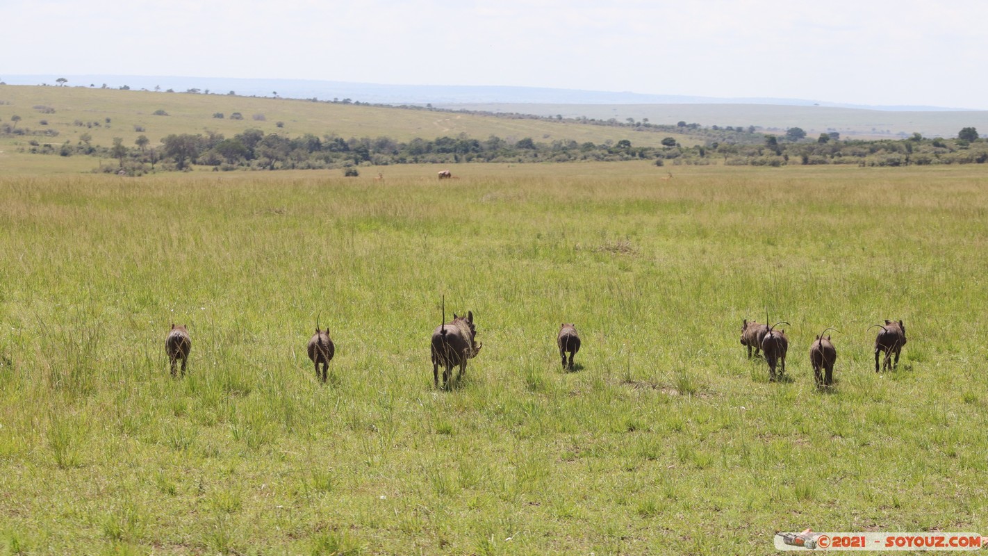 Masai Mara - Warthog
Mots-clés: geo:lat=-1.47645785 geo:lon=35.06465564 geotagged KEN Kenya Narok Ol Kiombo animals Masai Mara Phacochere