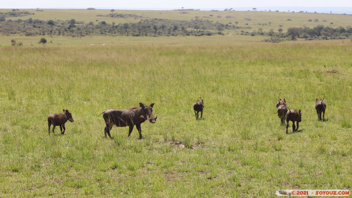 Masai Mara - Warthog
Mots-clés: geo:lat=-1.47645785 geo:lon=35.06465564 geotagged KEN Kenya Narok Ol Kiombo animals Masai Mara Phacochere