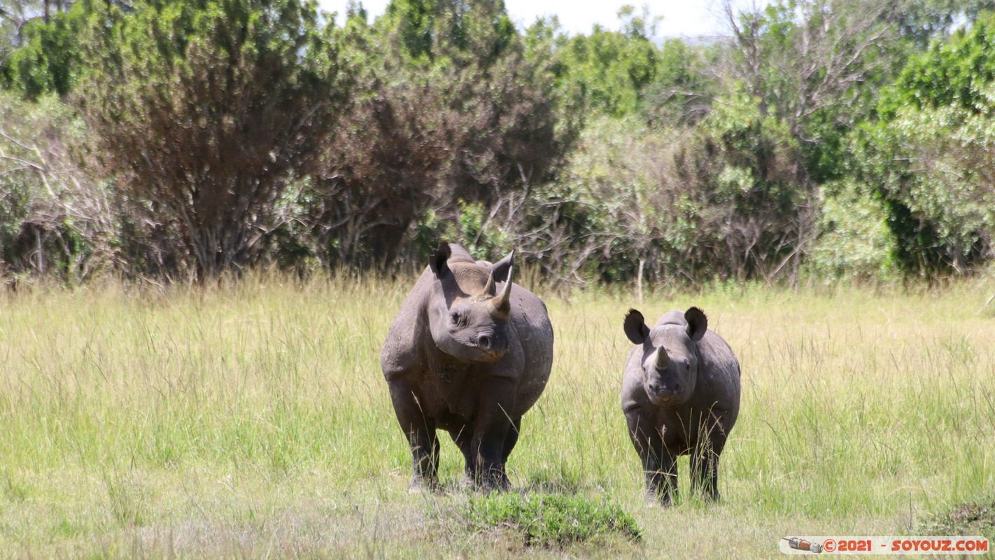 Masai Mara - Rhinoceros
Mots-clés: geo:lat=-1.47624796 geo:lon=35.04739127 geotagged KEN Kenya Narok Ol Kiombo animals Masai Mara Rhinoceros