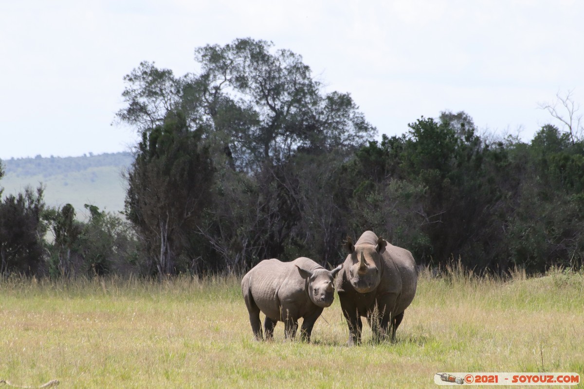 Masai Mara - Rhinoceros
Mots-clés: geo:lat=-1.47624796 geo:lon=35.04739127 geotagged KEN Kenya Narok Ol Kiombo animals Masai Mara Rhinoceros
