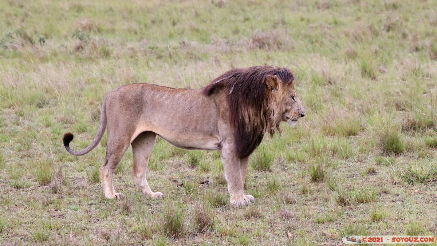 Masai Mara - Lion (Simba)
Mots-clés: geo:lat=-1.50479721 geo:lon=35.02733755 geotagged KEN Kenya Narok Ol Kiombo animals Masai Mara Lion