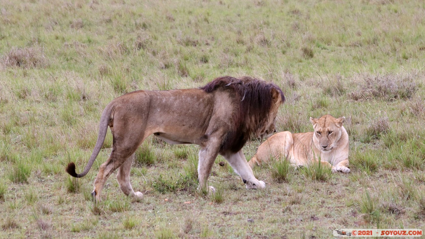Masai Mara - Lion (Simba)
Mots-clés: geo:lat=-1.50478504 geo:lon=35.02733994 geotagged KEN Kenya Narok Ol Kiombo animals Masai Mara Lion