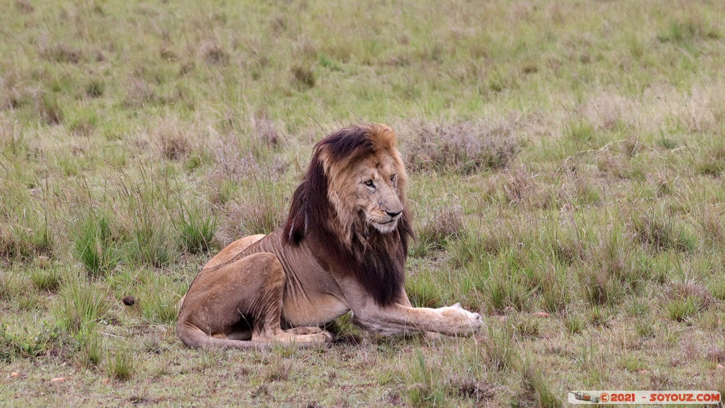 Masai Mara - Lion (Simba)
Mots-clés: geo:lat=-1.50477489 geo:lon=35.02734323 geotagged KEN Kenya Narok Ol Kiombo animals Masai Mara Lion