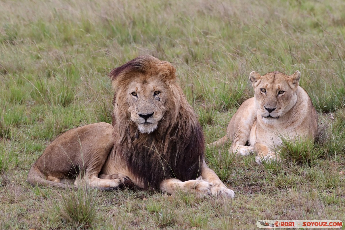 Masai Mara - Lion (Simba)
Mots-clés: geo:lat=-1.50467039 geo:lon=35.02733070 geotagged KEN Kenya Narok Ol Kiombo animals Masai Mara Lion