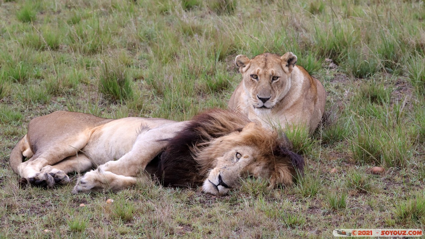Masai Mara - Lion (Simba)
Mots-clés: geo:lat=-1.50465151 geo:lon=35.02727315 geotagged KEN Kenya Narok Ol Kiombo animals Masai Mara Lion