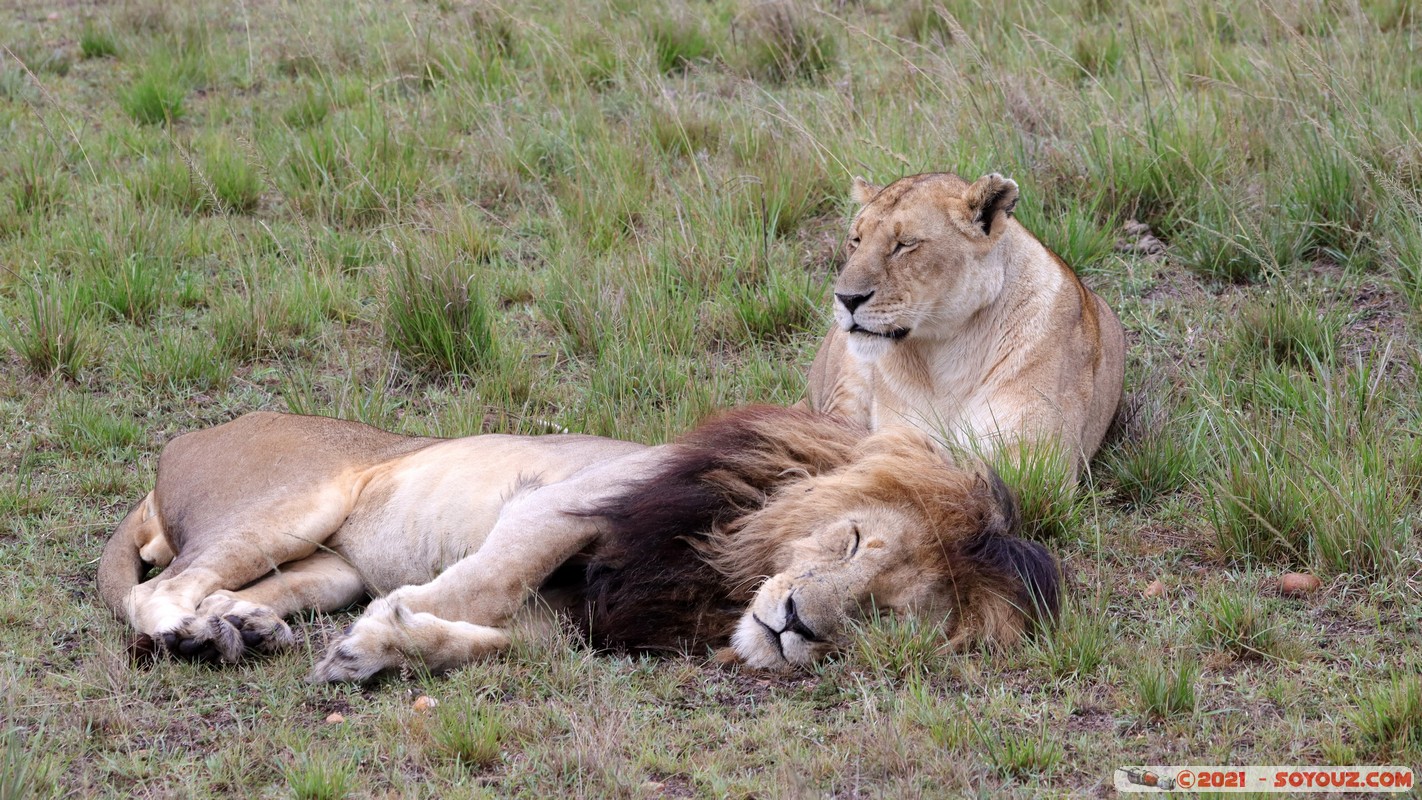 Masai Mara - Lion (Simba)
Mots-clés: geo:lat=-1.50472844 geo:lon=35.02730823 geotagged KEN Kenya Narok Ol Kiombo animals Masai Mara Lion