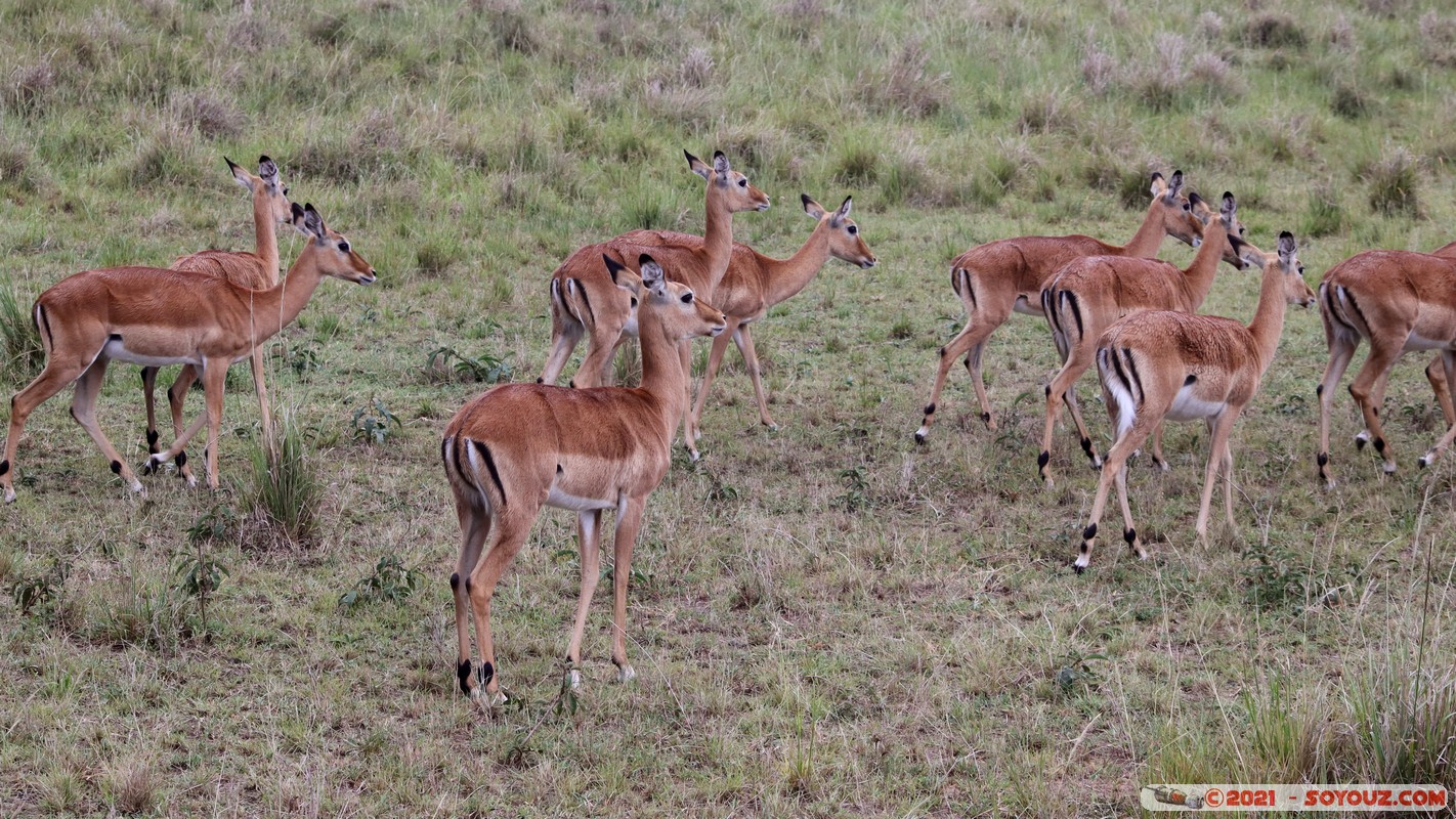 Masai Mara - Impala
Mots-clés: geo:lat=-1.50166215 geo:lon=35.02685455 geotagged KEN Kenya Narok Ol Kiombo animals Masai Mara Impala