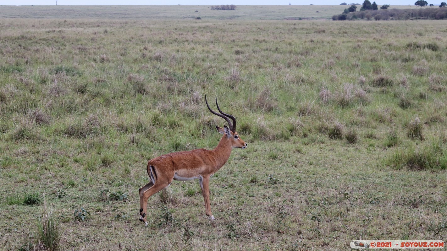 Masai Mara - Impala
Mots-clés: geo:lat=-1.50164263 geo:lon=35.02680210 geotagged KEN Kenya Narok Ol Kiombo animals Masai Mara Impala