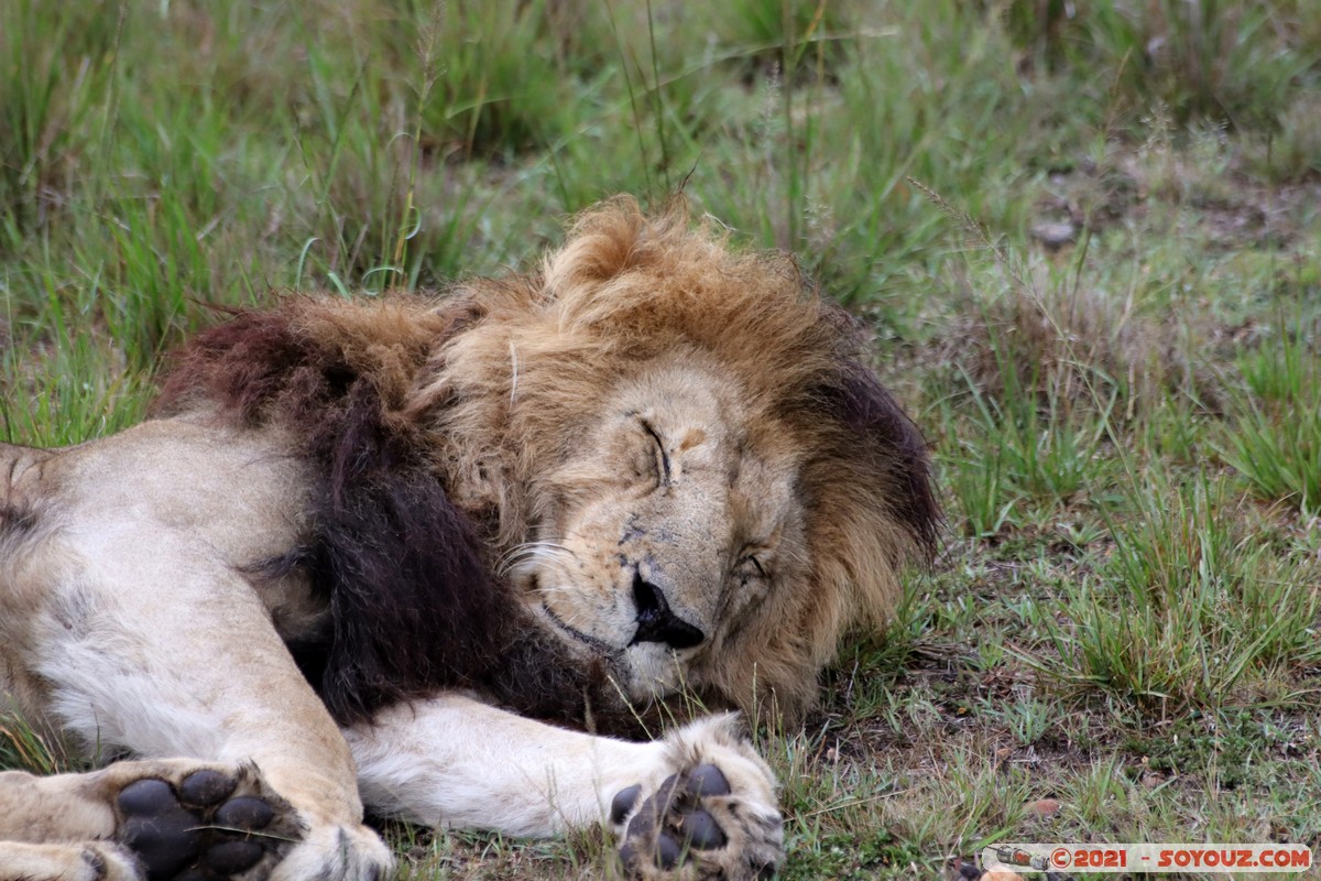 Masai Mara - Lion (Simba)
Mots-clés: geo:lat=-1.50476198 geo:lon=35.02719688 geotagged KEN Kenya Narok Ol Kiombo animals Masai Mara Lion