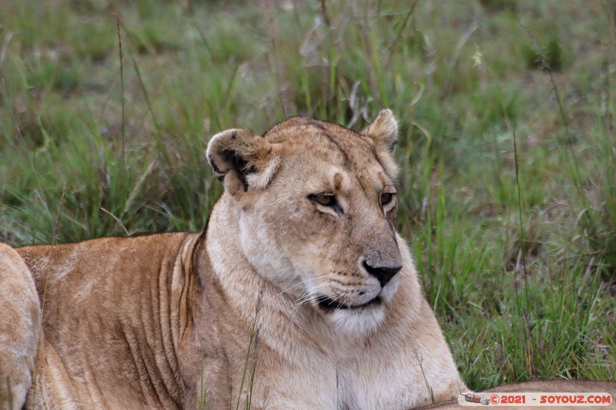 Masai Mara - Lion (Simba)
Mots-clés: geo:lat=-1.50476105 geo:lon=35.02720031 geotagged KEN Kenya Narok Ol Kiombo animals Masai Mara Lion