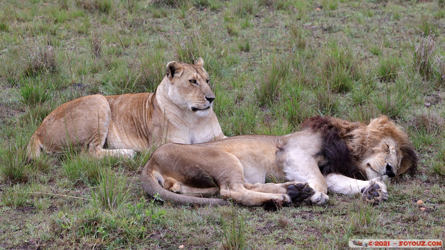 Masai Mara - Lion (Simba)
Mots-clés: geo:lat=-1.50475994 geo:lon=35.02720443 geotagged KEN Kenya Narok Ol Kiombo animals Masai Mara Lion