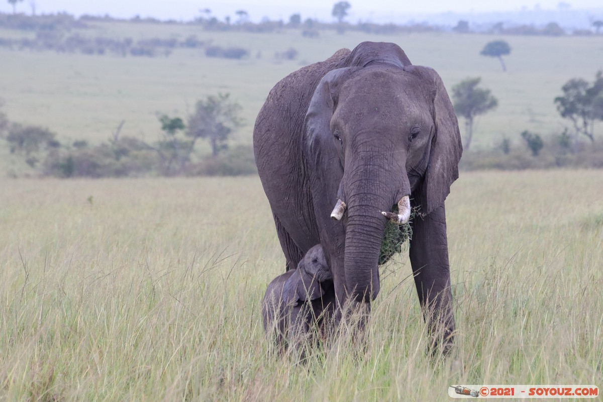 Masai Mara - Elephant
Mots-clés: geo:lat=-1.52025071 geo:lon=35.04208540 geotagged KEN Kenya Narok Ol Kiombo animals Masai Mara Elephant