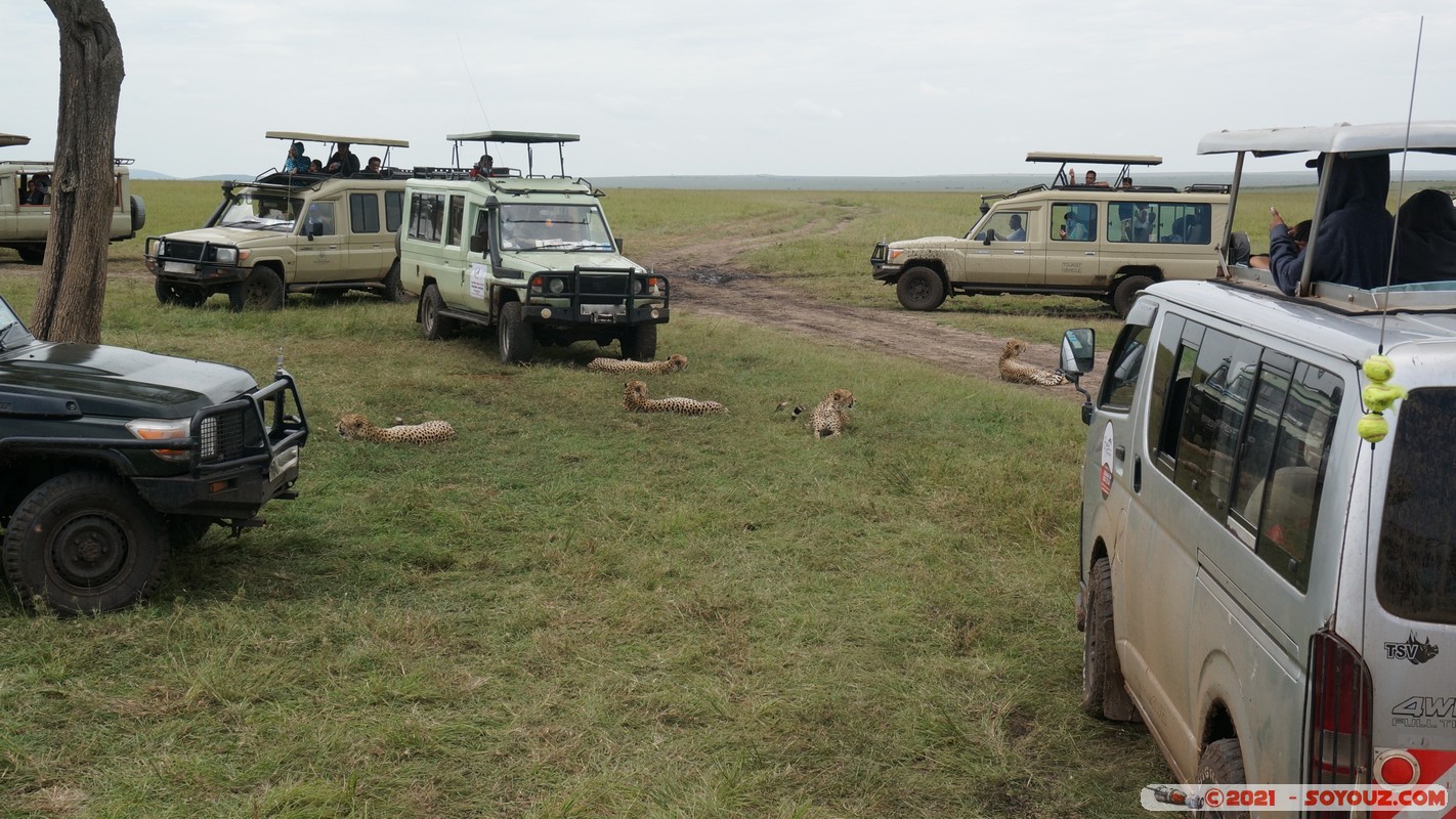 Masai Mara - Cheetah
Mots-clés: geo:lat=-1.49337190 geo:lon=35.22513972 geotagged KEN Kenya Narok Talel Cheetah guepard