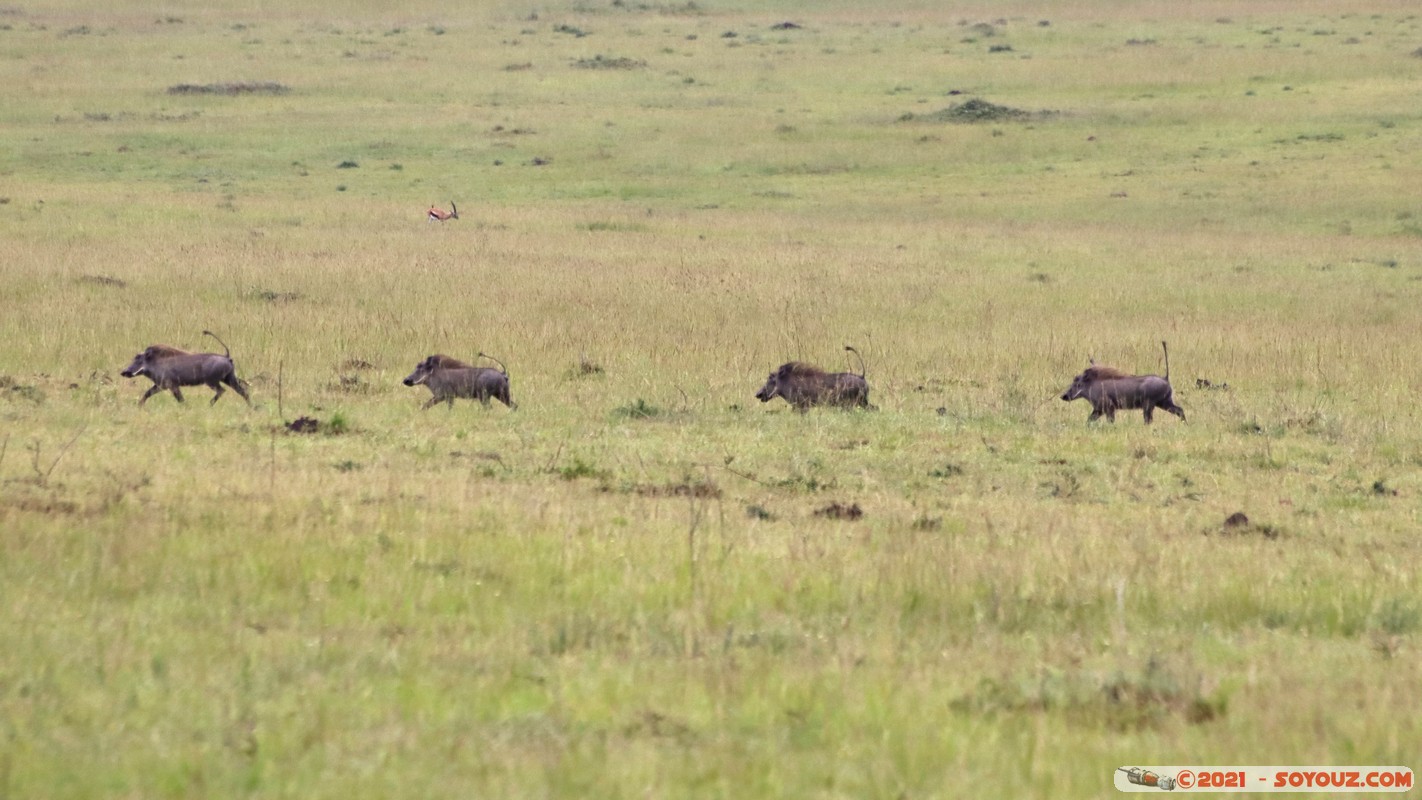 Masai Mara - Warthog
Mots-clés: geo:lat=-1.50961878 geo:lon=35.09164913 geotagged KEN Kenya Narok Ol Kiombo animals Masai Mara Phacochere