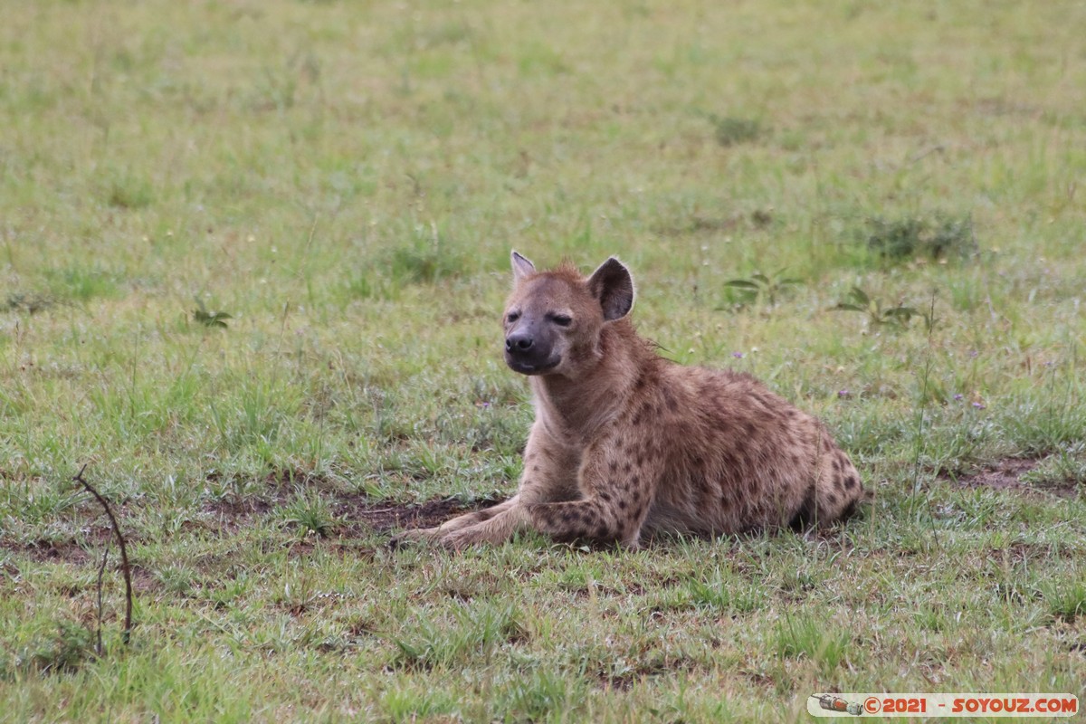 Masai Mara - Spotted hyena
Mots-clés: geo:lat=-1.50962070 geo:lon=35.09165083 geotagged KEN Kenya Narok Ol Kiombo animals Masai Mara Hyene tachetee