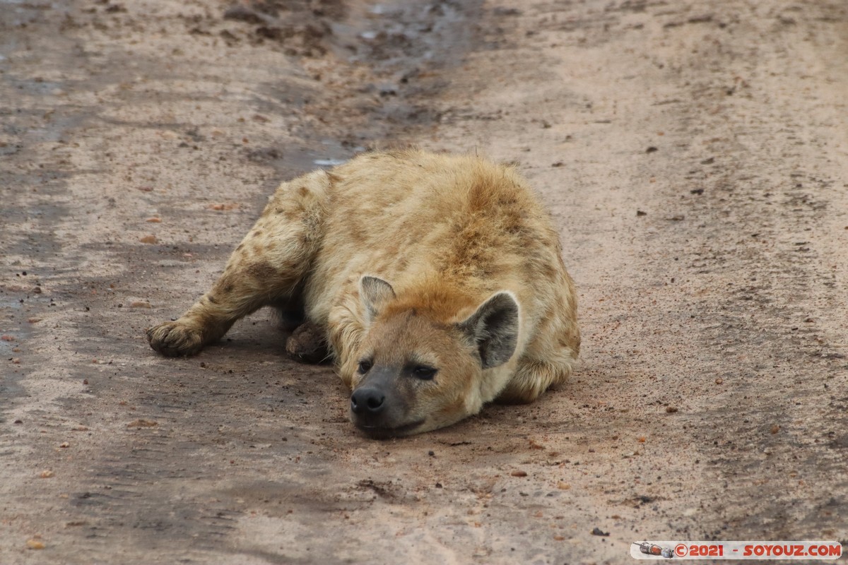 Masai Mara - Spotted hyena
Mots-clés: geo:lat=-1.52457905 geo:lon=35.11501847 geotagged KEN Kenya Narok Ol Kiombo animals Masai Mara Hyene tachetee