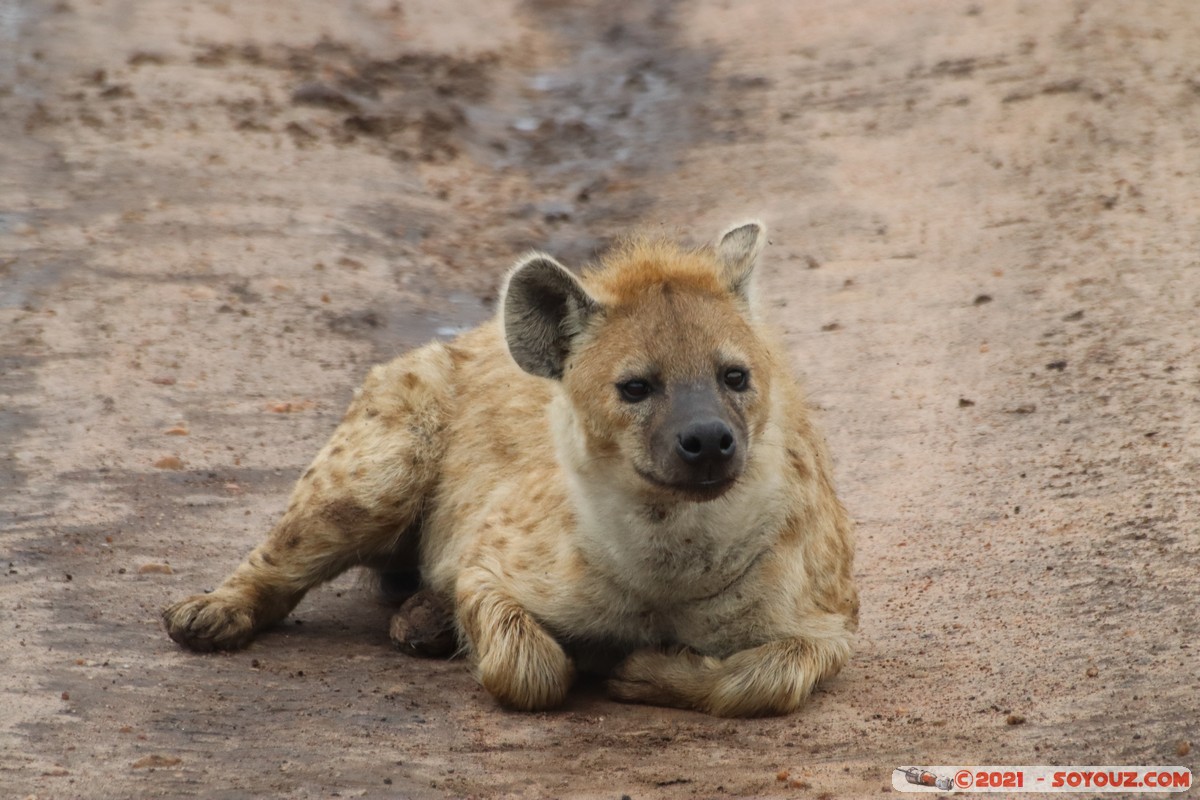 Masai Mara - Spotted hyena
Mots-clés: geo:lat=-1.52458884 geo:lon=35.11503551 geotagged KEN Kenya Narok Ol Kiombo animals Masai Mara Hyene tachetee
