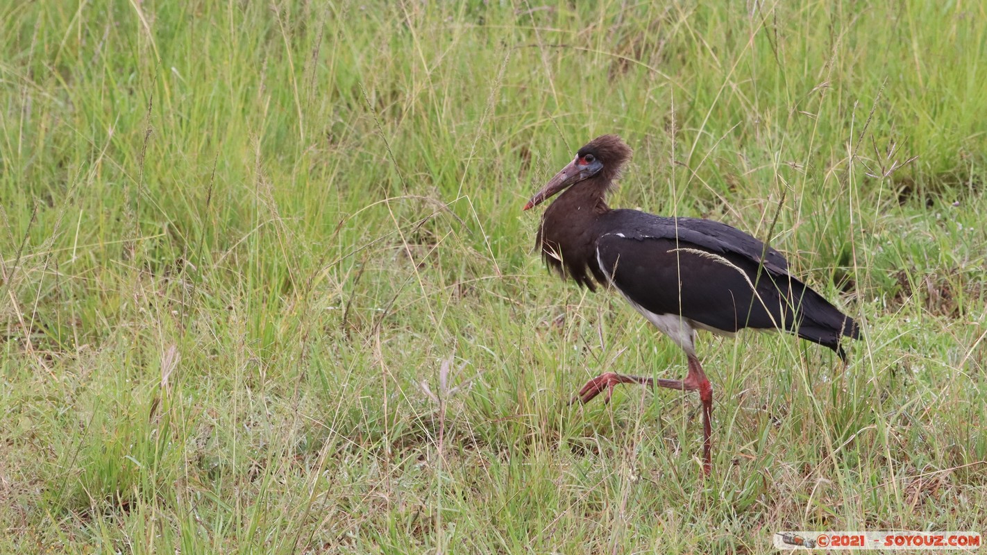 Masai Mara - Abdim's stork
Mots-clés: geo:lat=-1.55856069 geo:lon=35.14926341 geotagged Keekorok KEN Kenya Narok animals Masai Mara oiseau Abdim's stork cigogne