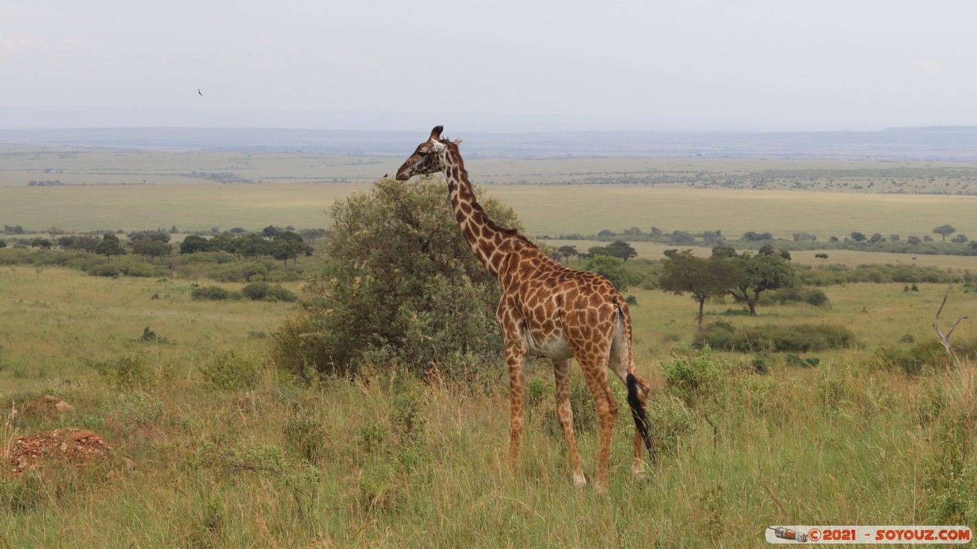 Masai Mara - Masai Giraffe
Mots-clés: geo:lat=-1.55324255 geo:lon=35.27642634 geotagged Keekorok KEN Kenya Narok animals Masai Mara Giraffe