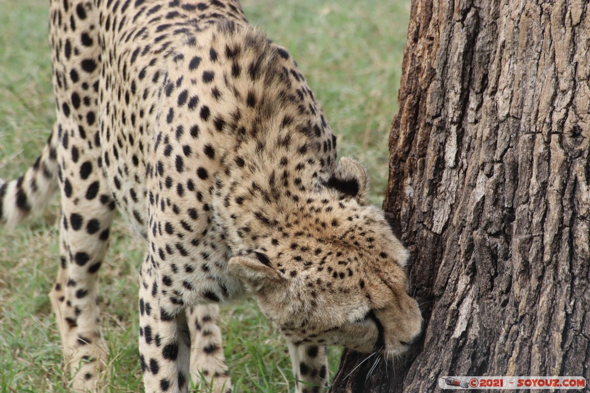 Masai Mara - Cheetah
Mots-clés: geo:lat=-1.49337190 geo:lon=35.22513972 Talel geotagged KEN Kenya Narok animals Masai Mara Cheetah guepard