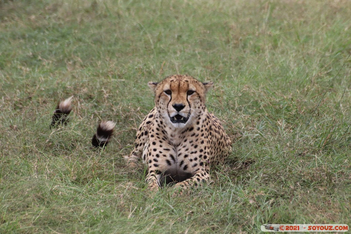 Masai Mara - Cheetah
Mots-clés: geo:lat=-1.49337190 geo:lon=35.22513972 Talel geotagged KEN Kenya Narok animals Masai Mara Cheetah guepard