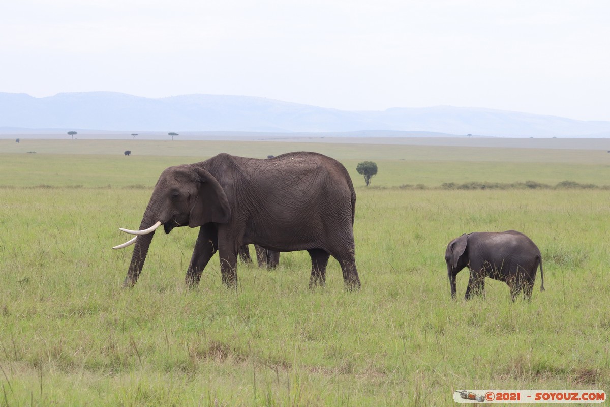 Masai Mara - Elephant
Mots-clés: geo:lat=-1.49324320 geo:lon=35.22391126 Talel geotagged KEN Kenya Narok animals Masai Mara Elephant