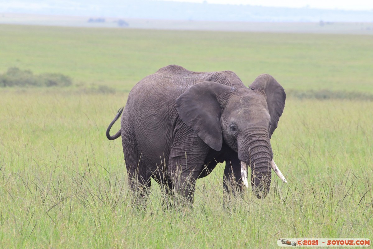 Masai Mara - Elephant
Mots-clés: geo:lat=-1.49324320 geo:lon=35.22391126 Talel geotagged KEN Kenya Narok animals Masai Mara Elephant