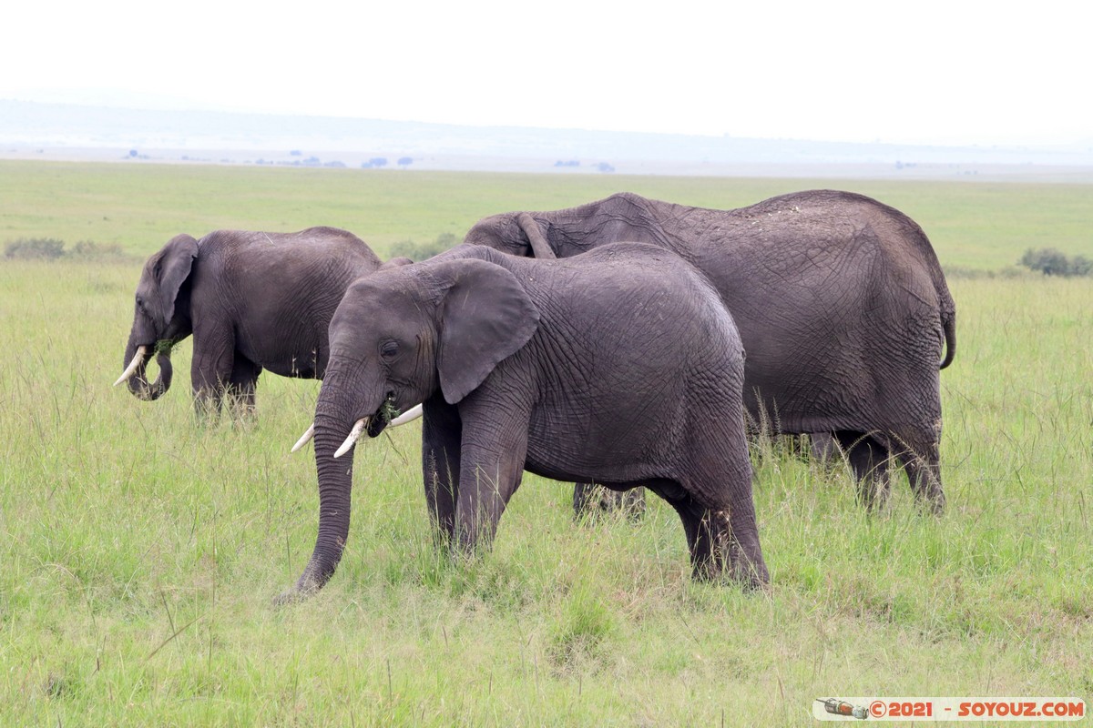 Masai Mara - Elephant
Mots-clés: geo:lat=-1.49364790 geo:lon=35.22286660 Talel geotagged KEN Kenya Narok animals Masai Mara Elephant