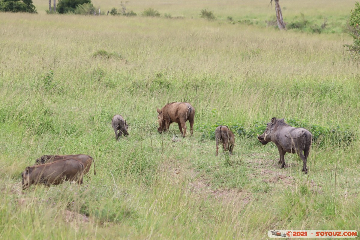 Masai Mara - Warthog
Mots-clés: geo:lat=-1.54141383 geo:lon=35.16515697 geotagged Keekorok KEN Kenya Narok animals Masai Mara Phacochere