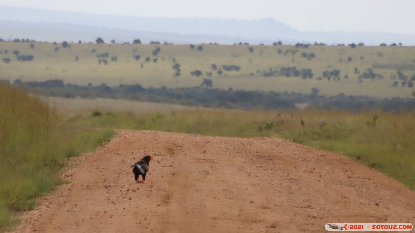 Masai Mara - Bateleur Eagle
Mots-clés: geo:lat=-1.54894799 geo:lon=35.15135013 geotagged Keekorok KEN Kenya Narok animals Masai Mara Bateleur Eagle Aigle