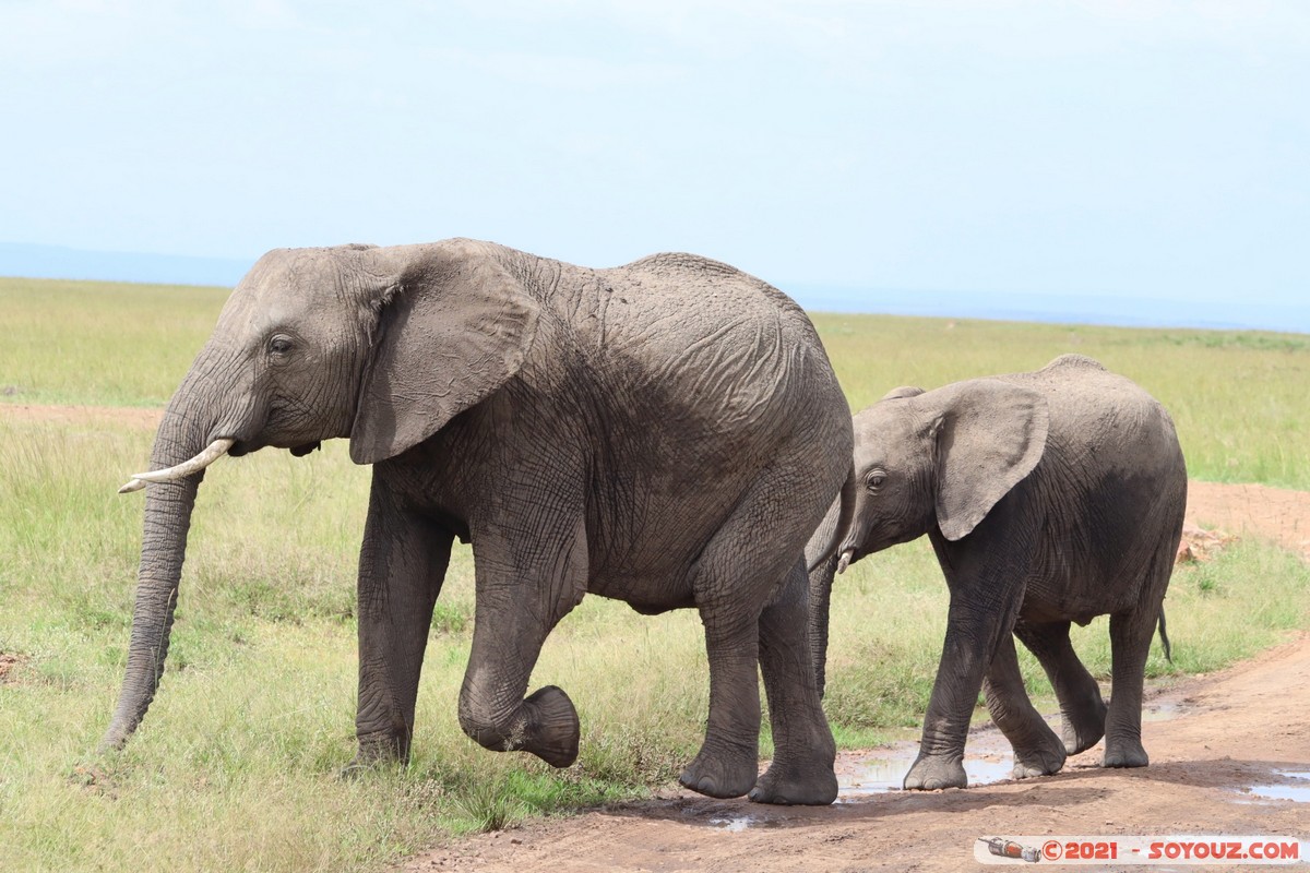 Masai Mara - Elephant
Mots-clés: geo:lat=-1.52574196 geo:lon=35.11609456 geotagged KEN Kenya Narok Ol Kiombo animals Masai Mara Elephant