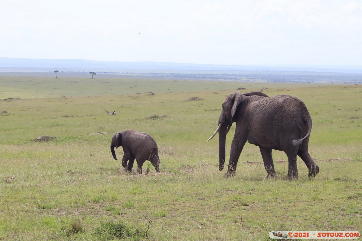 Masai Mara - Elephant
Mots-clés: geo:lat=-1.52572210 geo:lon=35.11608886 geotagged KEN Kenya Narok Ol Kiombo animals Masai Mara Elephant