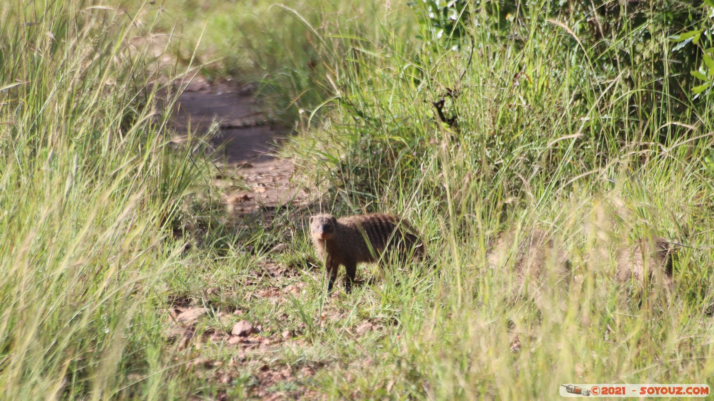 Masai Mara - Banded Mongoose
Mots-clés: geo:lat=-1.58428695 geo:lon=35.17325859 geotagged Keekorok KEN Kenya Narok animals Masai Mara Banded Mongoose Mangouste