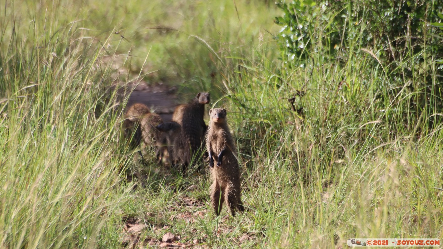 Masai Mara - Banded Mongoose
Mots-clés: geo:lat=-1.58428863 geo:lon=35.17327755 geotagged Keekorok KEN Kenya Narok animals Masai Mara Banded Mongoose Mangouste