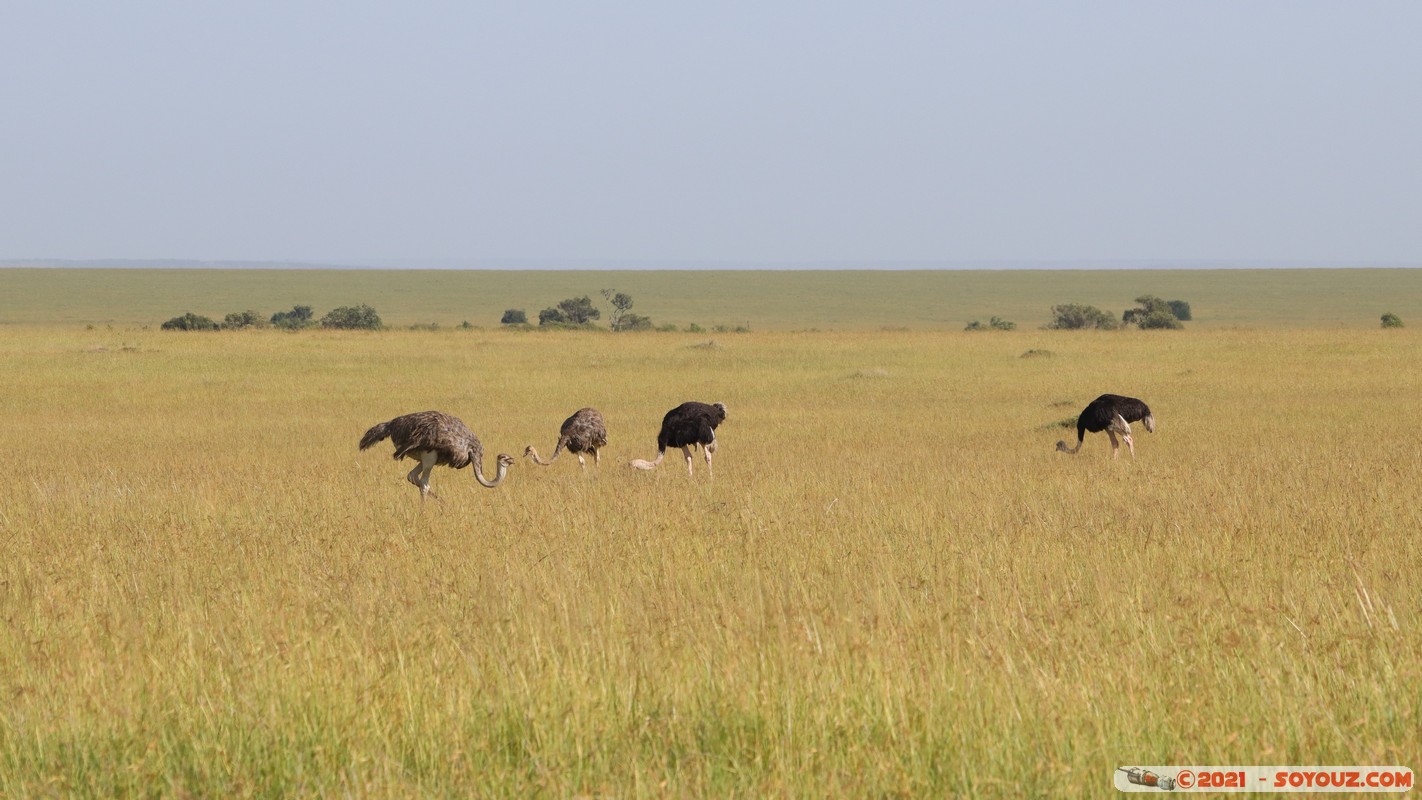 Masai Mara - Ostrich
Mots-clés: geo:lat=-1.57967851 geo:lon=35.19584434 geotagged Keekorok KEN Kenya Narok animals Masai Mara Autruche oiseau