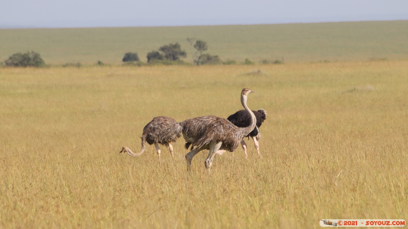 Masai Mara - Ostrich
Mots-clés: geo:lat=-1.57967649 geo:lon=35.19585133 geotagged Keekorok KEN Kenya Narok animals Masai Mara Autruche oiseau