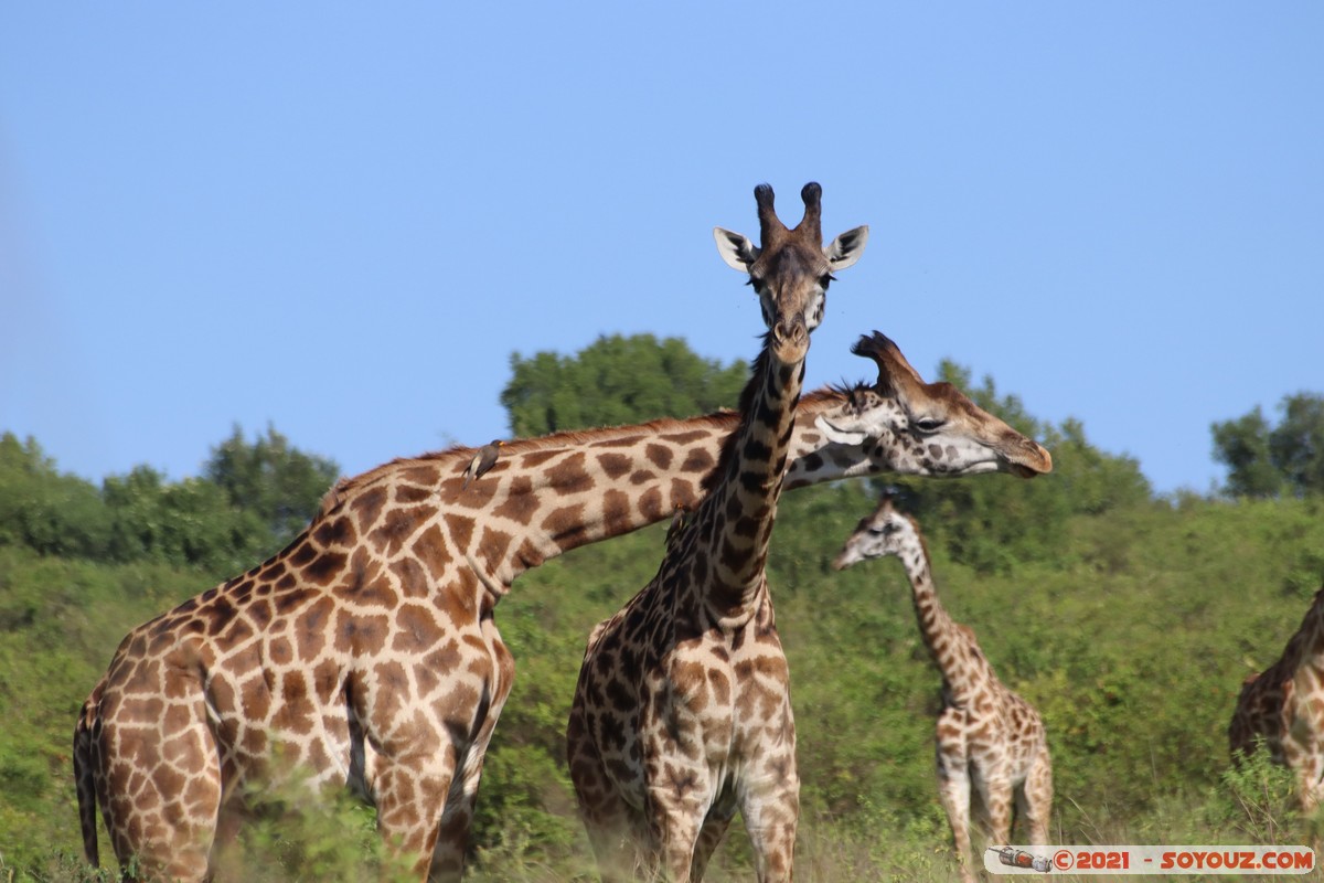 Masai Mara - Masai Giraffe
Mots-clés: geo:lat=-1.57022057 geo:lon=35.25954518 geotagged Keekorok KEN Kenya Narok animals Masai Mara Giraffe