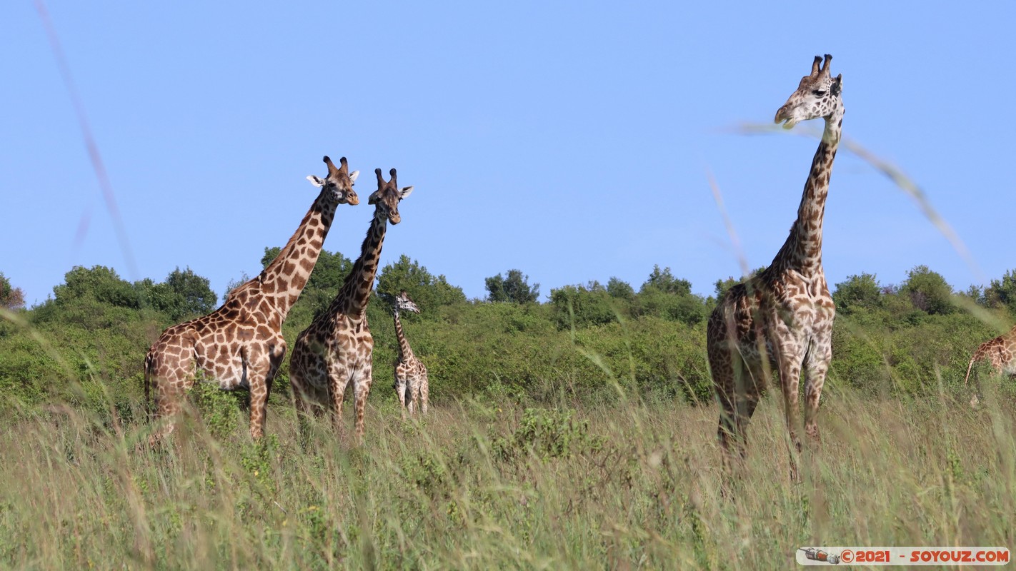 Masai Mara - Masai Giraffe
Mots-clés: geo:lat=-1.57021644 geo:lon=35.25954890 geotagged Keekorok KEN Kenya Narok animals Masai Mara Giraffe