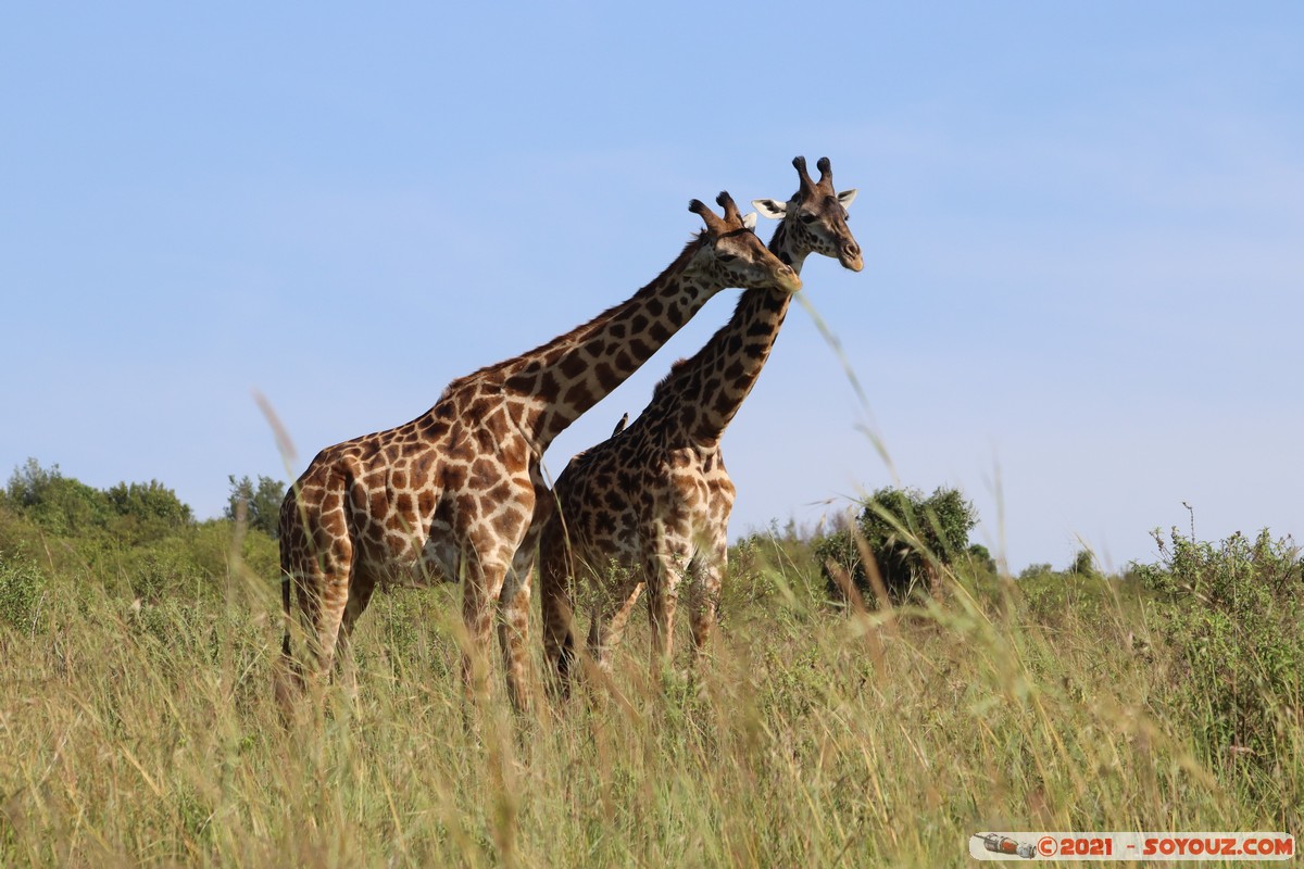 Masai Mara - Masai Giraffe
Mots-clés: geo:lat=-1.57020490 geo:lon=35.25955928 geotagged Keekorok KEN Kenya Narok animals Masai Mara Giraffe