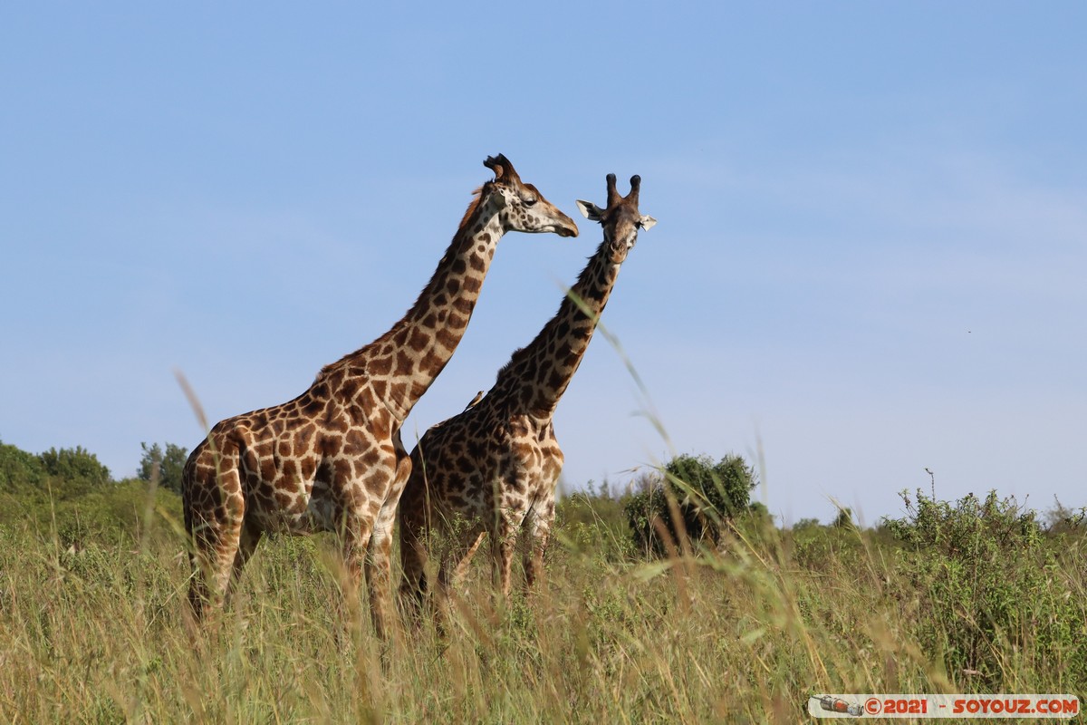 Masai Mara - Masai Giraffe
Mots-clés: geo:lat=-1.57020421 geo:lon=35.25955990 geotagged Keekorok KEN Kenya Narok animals Masai Mara Giraffe