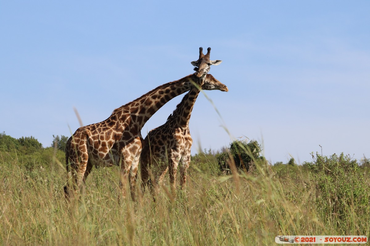 Masai Mara - Masai Giraffe
Mots-clés: geo:lat=-1.57020301 geo:lon=35.25956098 geotagged Keekorok KEN Kenya Narok animals Masai Mara Giraffe